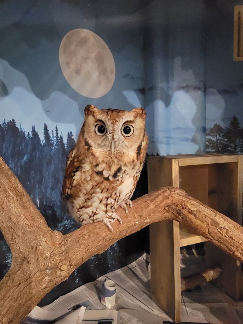 Blue Hills Trailside Museum, Milton