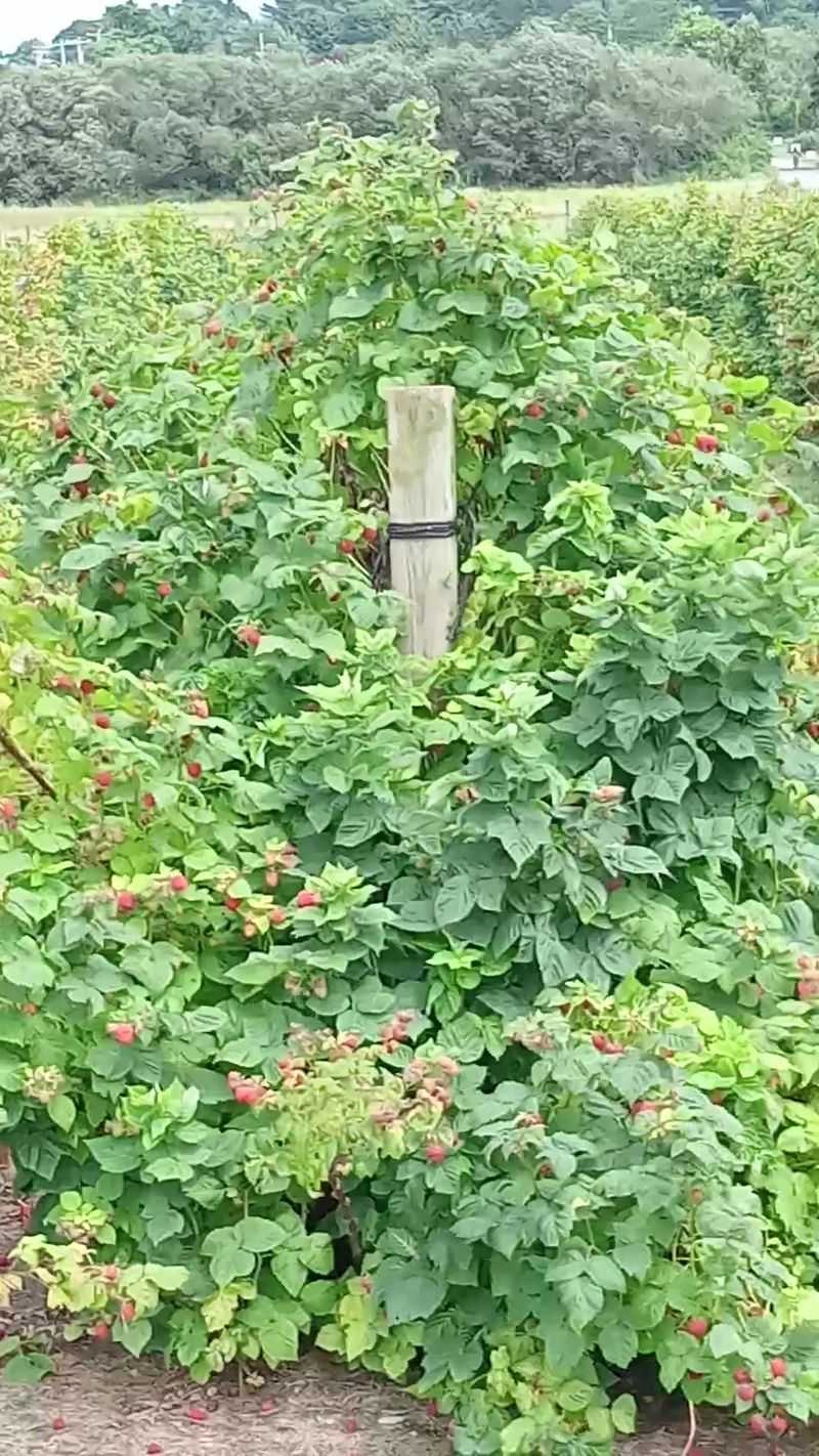 Blueberries and Raspberries in July Blueberries and Raspberries in July