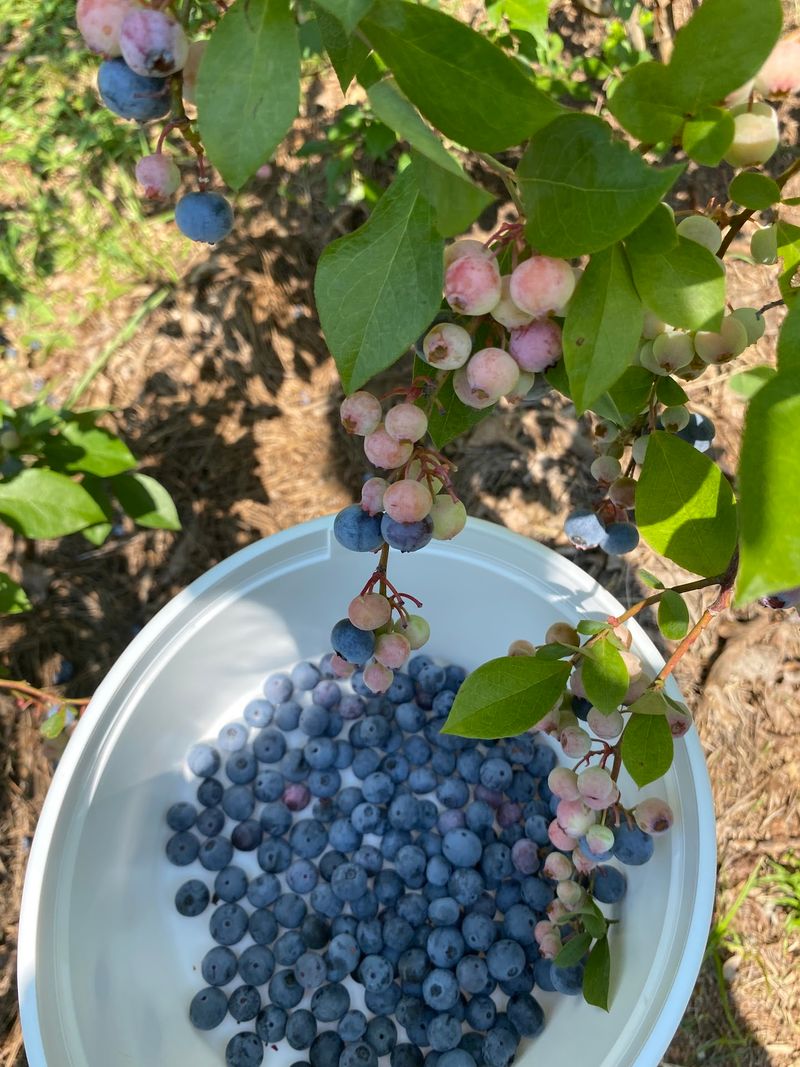 Blueberry Picking That Tastes Like Childhood Blueberry Picking That Tastes Like Childhood