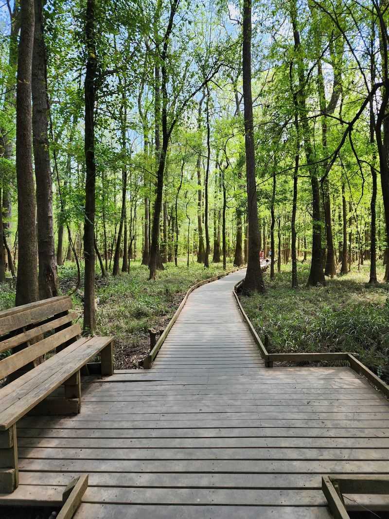 Boardwalk Loop Trail, Congaree National Park, South Carolina Boardwalk Loop Trail, Congaree National Park, South Carolina