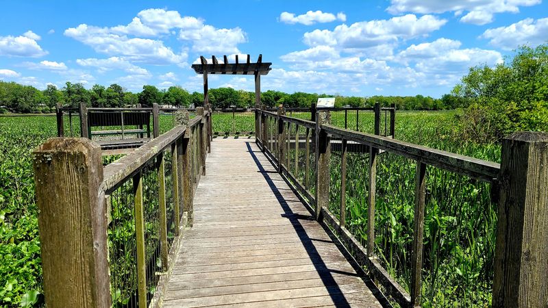 Boardwalk Offshoots Built For Better Bird Watching