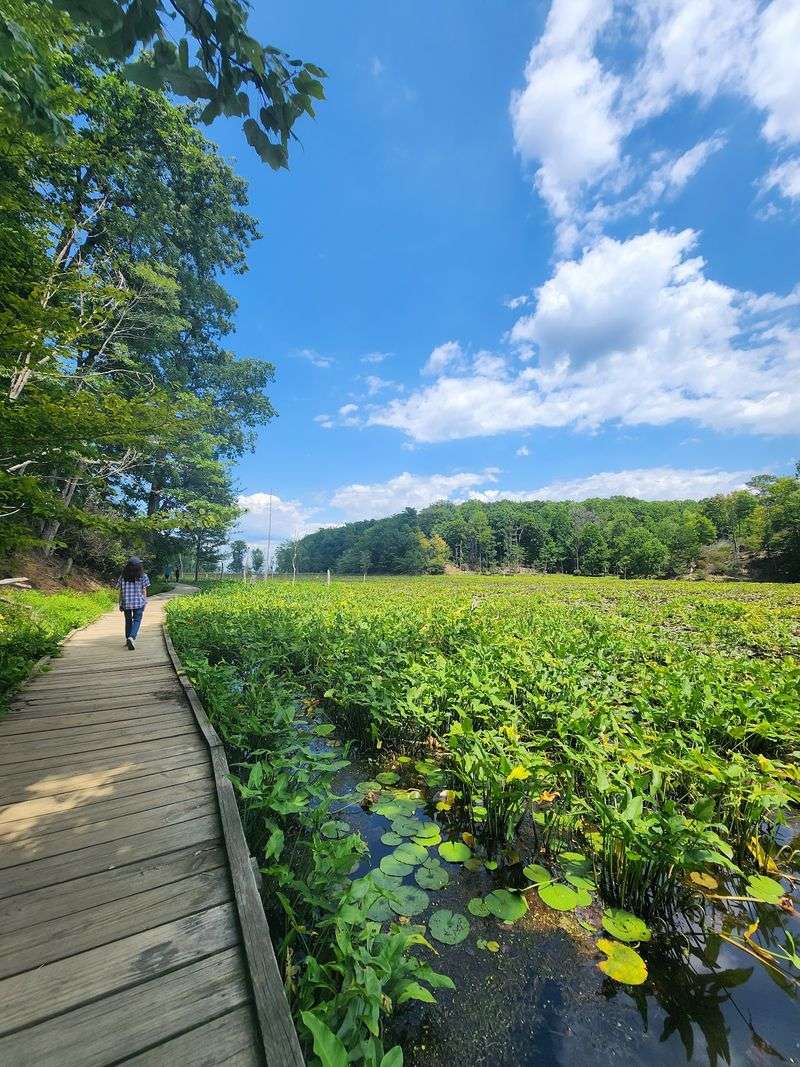 Boardwalks Through the Wetlands