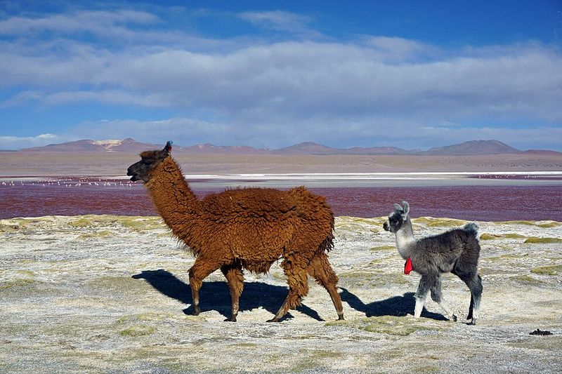 Bolivia - 1,098,581 km² Bolivia - 1,098,581 km²