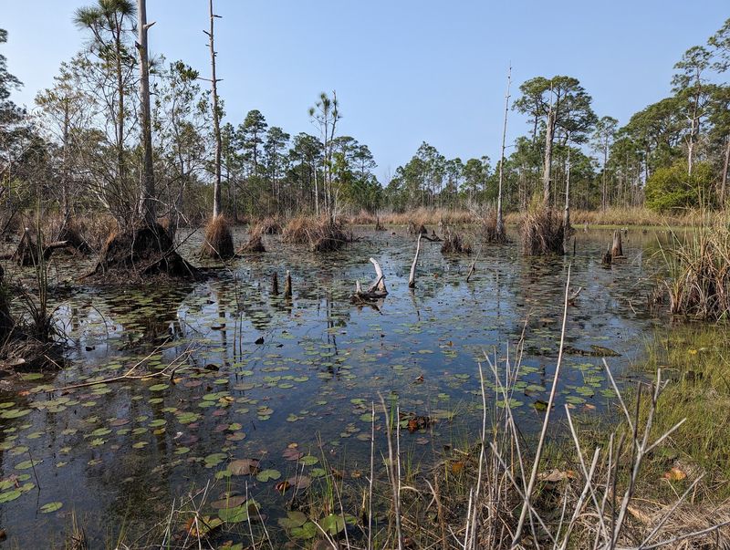 Bon Secour National Wildlife Refuge, Gulf Shores, Alabama