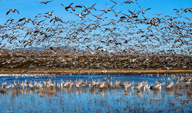 Bosque del Apache National Wildlife Refuge, San Antonio, New Mexico Bosque del Apache National Wildlife Refuge, San Antonio, New Mexico