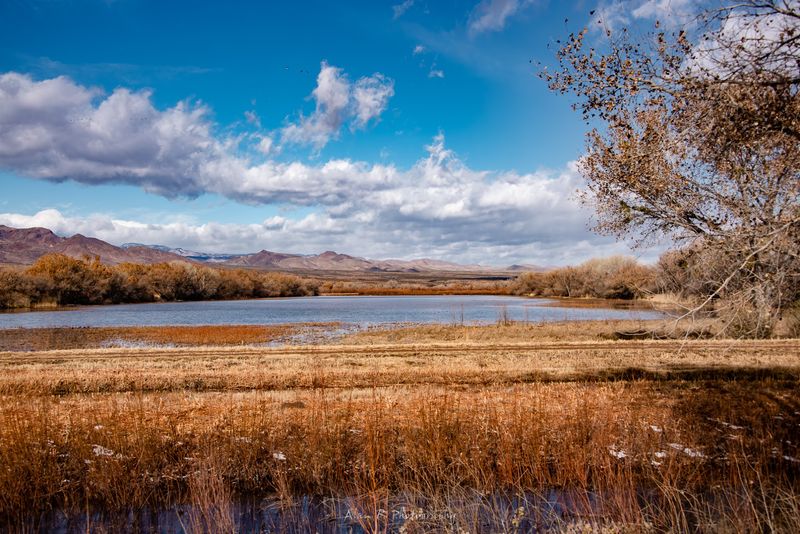 Bosque del Apache National Wildlife Refuge, San Antonio, New Mexico