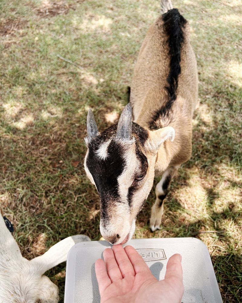 Bottle-Feeding the Baby Goats Bottle-Feeding the Baby Goats