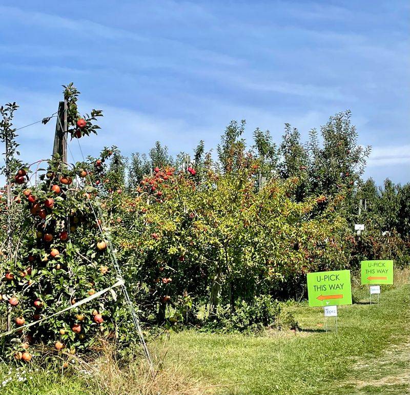 Branstool Orchards, Utica