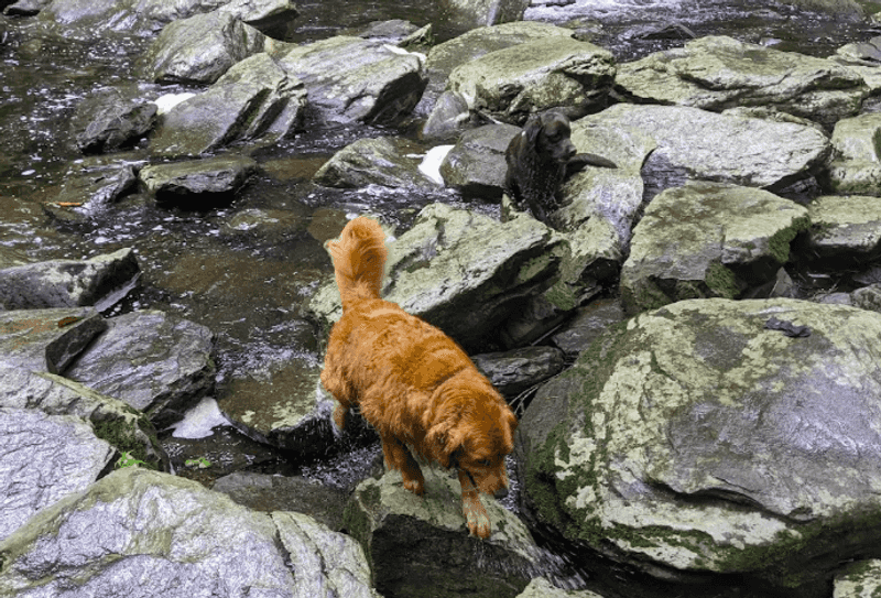 Bring the Dog Along for the Stroll