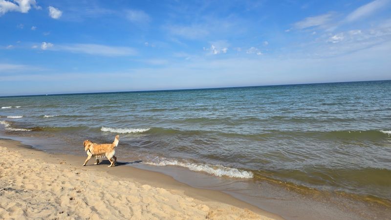 Bringing Dogs to Magoon Creek and What to Know Bringing Dogs to Magoon Creek and What to Know