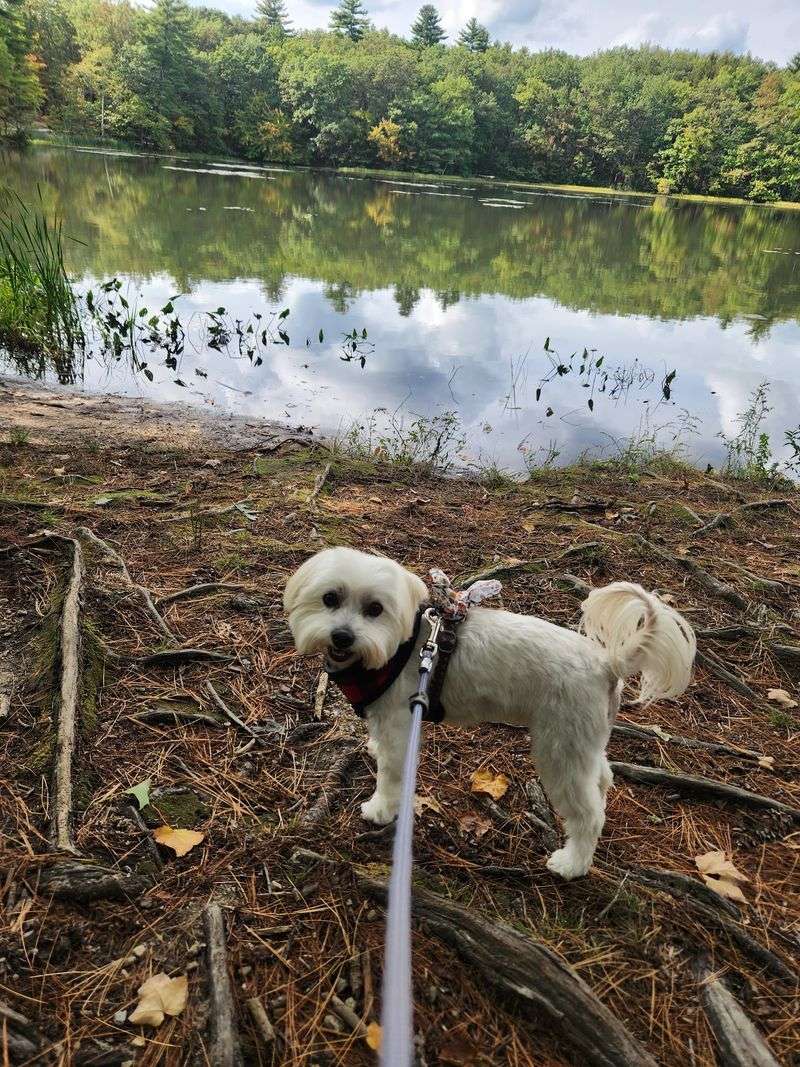 Bringing Your Dog Here Is Basically Guaranteed to Make Their Day Bringing Your Dog Here Is Basically Guaranteed to Make Their Day