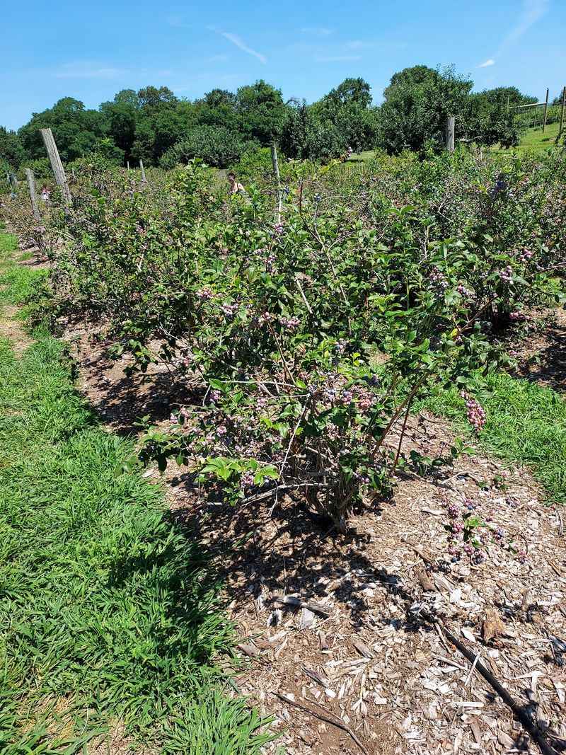 Brooksby Farm, Peabody Brooksby Farm, Peabody