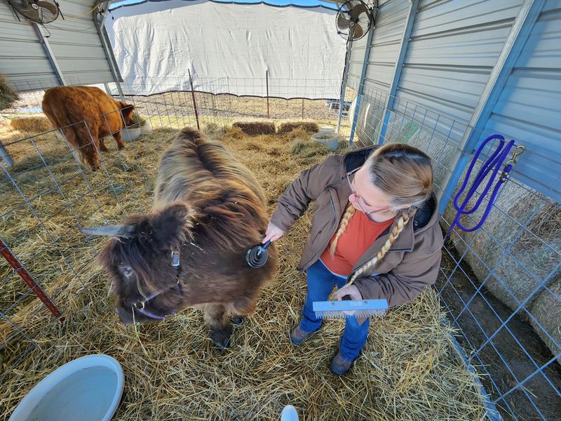 Brushing the Cows: A Surprisingly Therapeutic Activity Brushing the Cows: A Surprisingly Therapeutic Activity