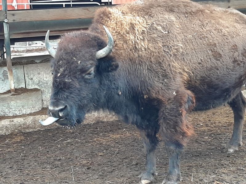 Buffalo Watch And Hayride Memories