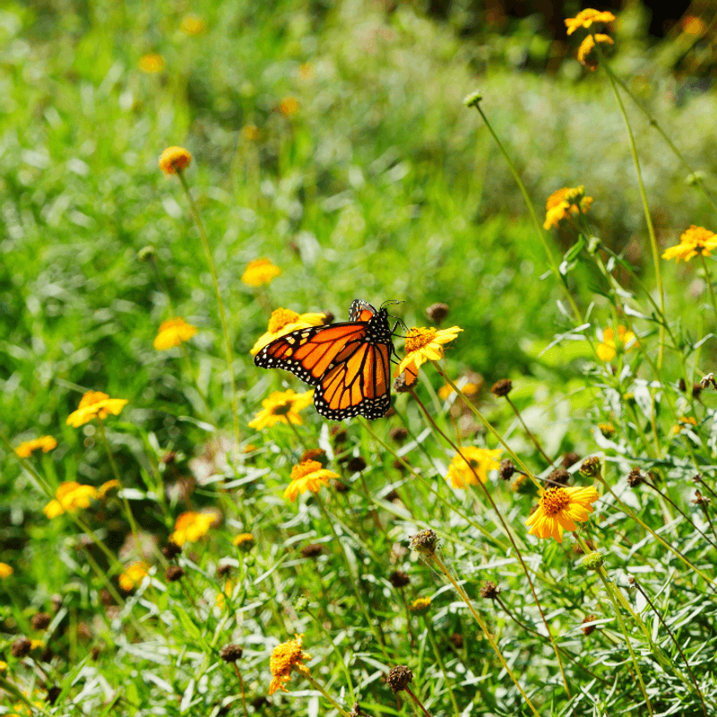 Butterflies and Small Wildlife That Most People Miss Butterflies and Small Wildlife That Most People Miss
