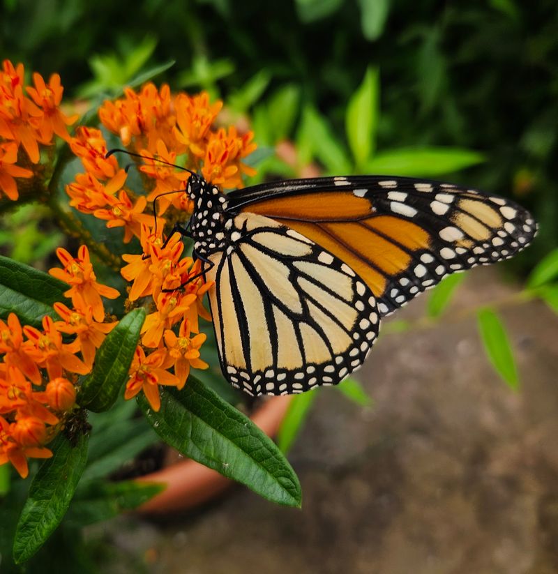 Butterfly Festival Energy Without Losing The Lesson Butterfly Festival Energy Without Losing The Lesson