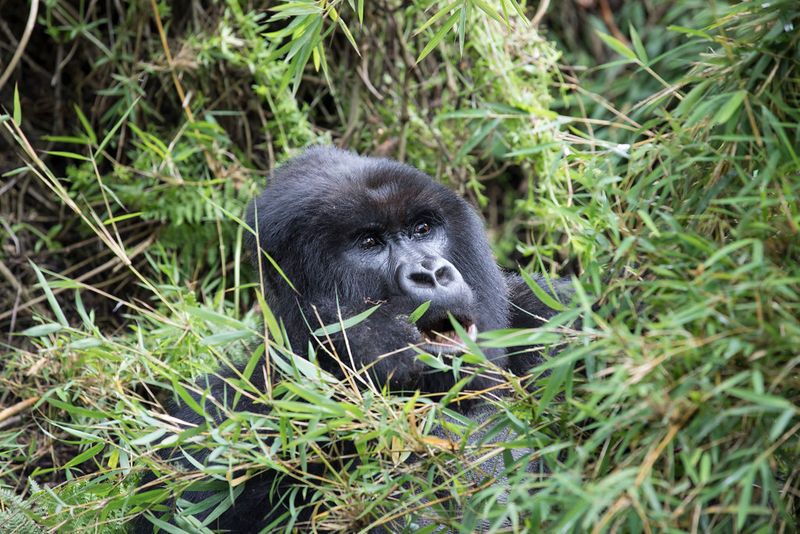 Bwindi Impenetrable National Park, Kanungu District, Uganda