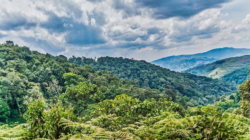 Bwindi Impenetrable National Park, Uganda Bwindi Impenetrable National Park, Uganda