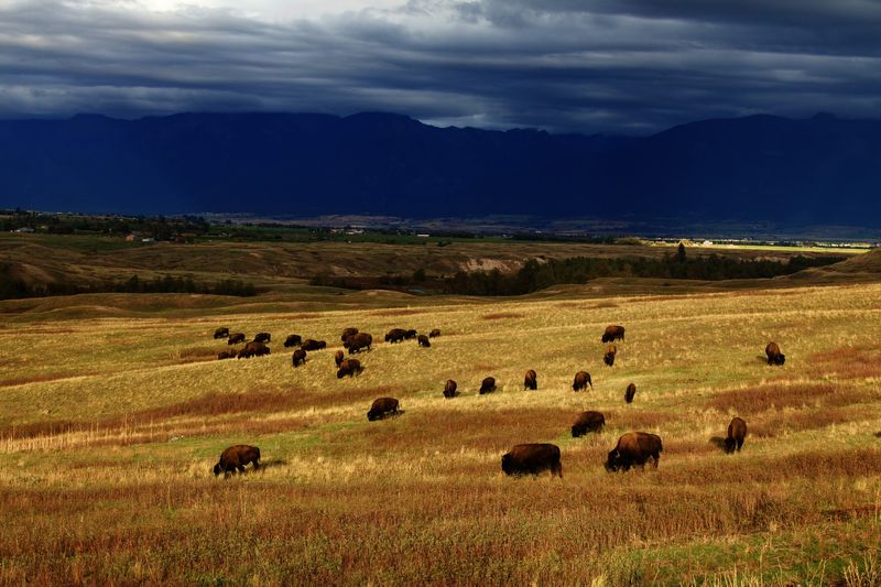 CSKT Bison Range, Charlo, Montana CSKT Bison Range, Charlo, Montana