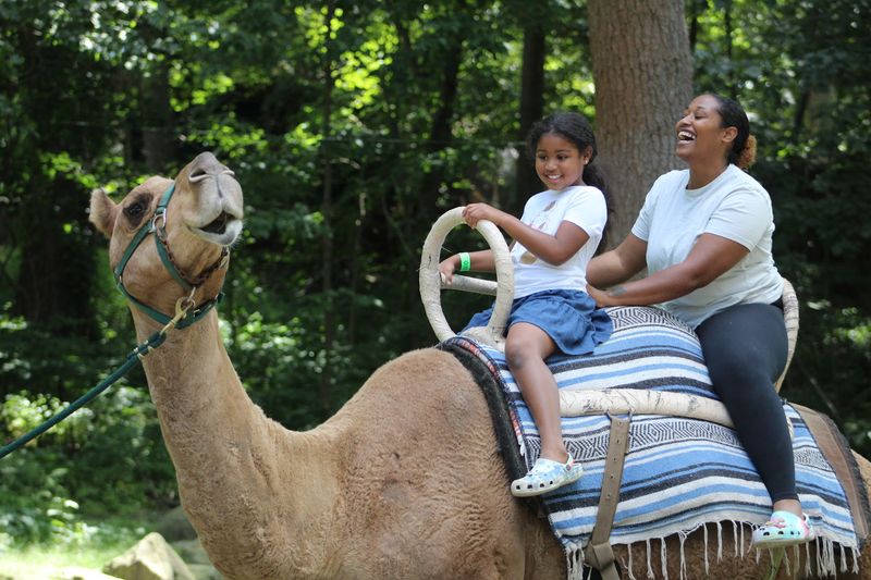 Camel Rides and Giraffe Encounters Camel Rides and Giraffe Encounters