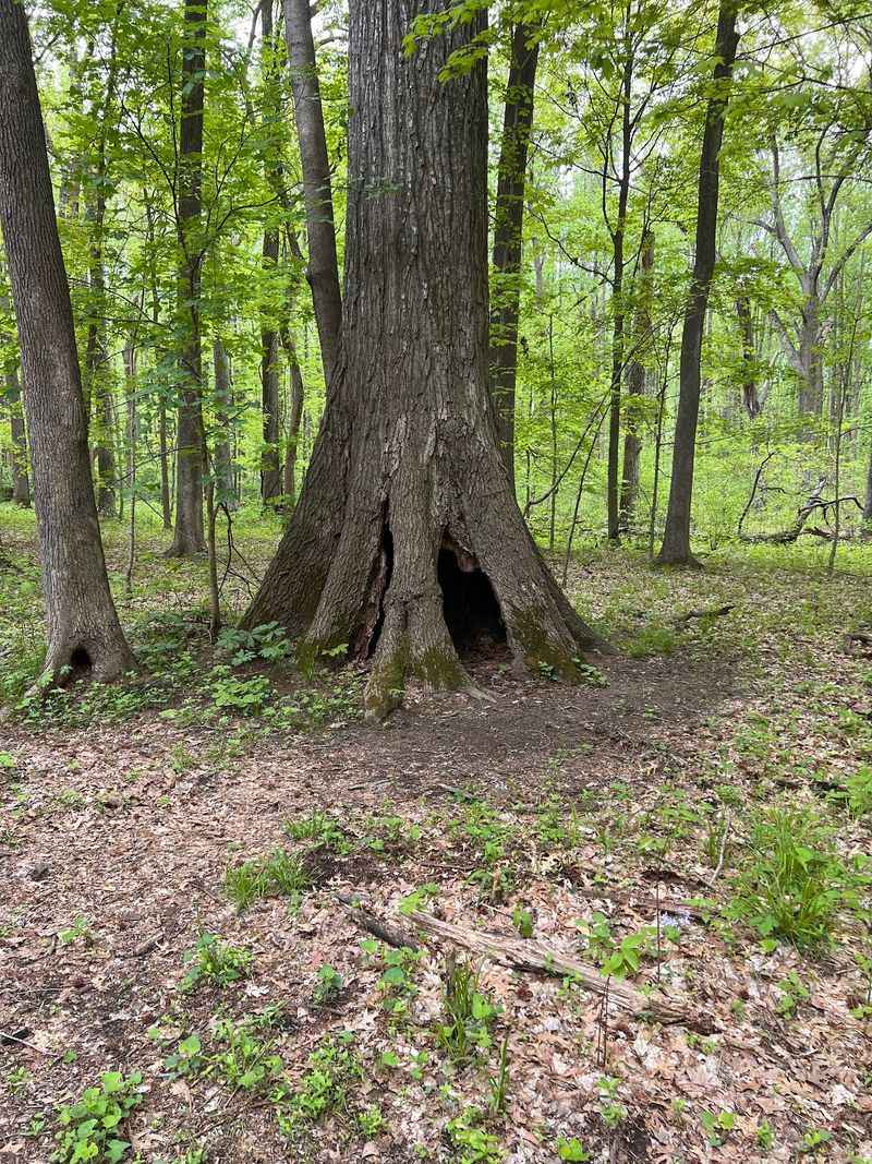 Camping Under a Canopy of 300-Year-Old Trees Camping Under a Canopy of 300-Year-Old Trees