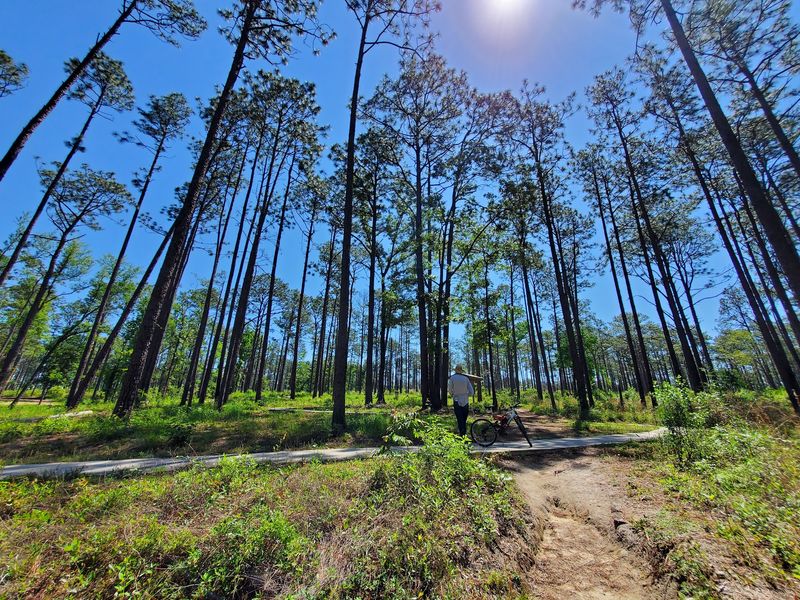 Camping Under a Canopy of Pines Camping Under a Canopy of Pines