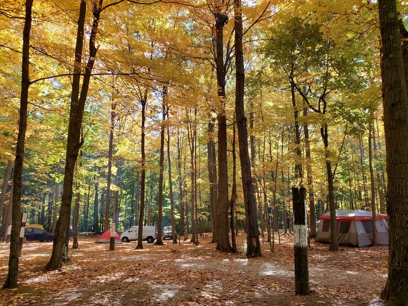 Camping Under the Canopy