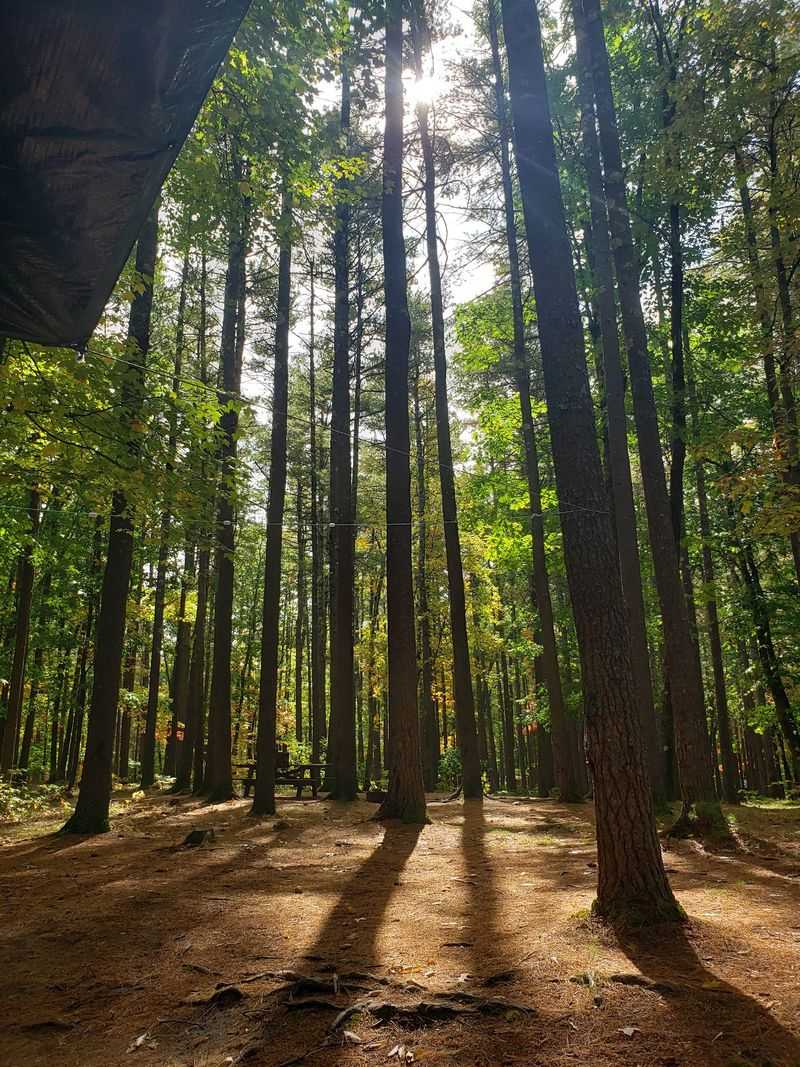 Campsites Under Tall Swaying Pines Campsites Under Tall Swaying Pines