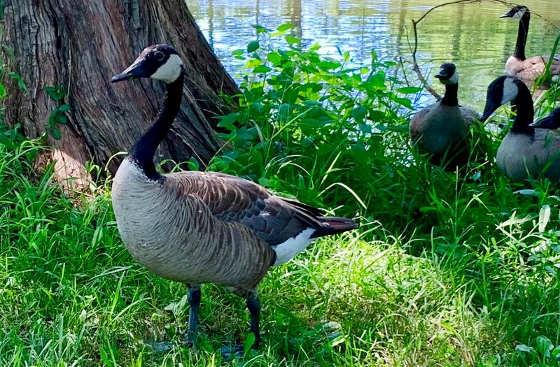 Canada Geese Are Easy to Spot Near the Water Canada Geese Are Easy to Spot Near the Water