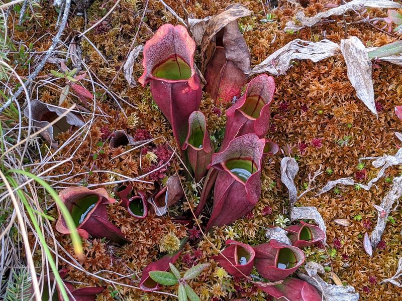 Carnivorous Pitcher Plants Growing Right Along the Path