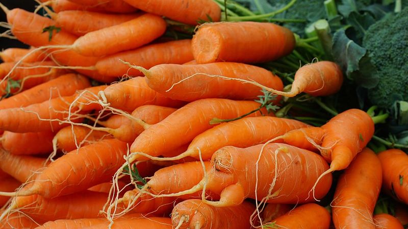 Carrots Weren't Always Orange Carrots Weren't Always Orange