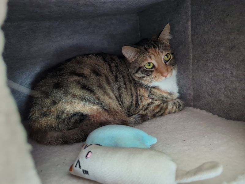 Cat care with patience for shy personalities Cat care with patience for shy personalities