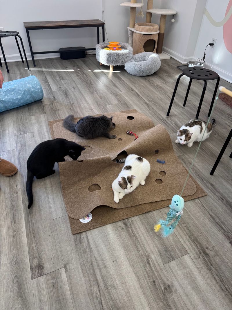 Cats Out And About, Not Hidden Away Cats Out And About, Not Hidden Away