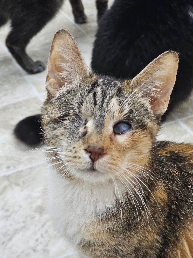 Cats With Names, Stories, and Big Personalities Cats With Names, Stories, and Big Personalities