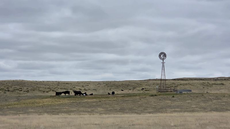 Cattle, Cowboys, and Working Ranch Life