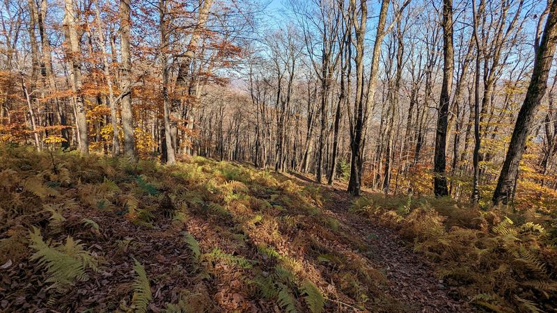 Chasing Fall Foliage in the Berkshires