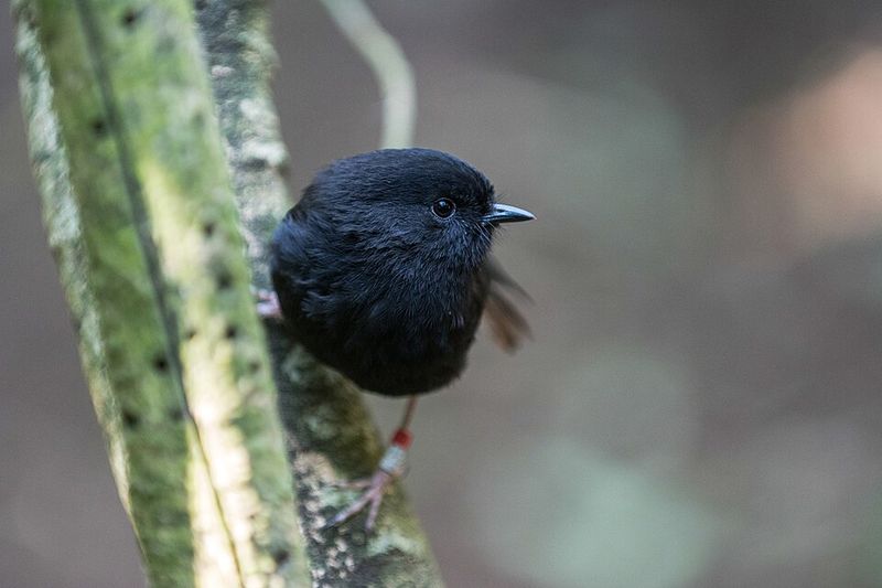 Chatham Island Black Robin Chatham Island Black Robin