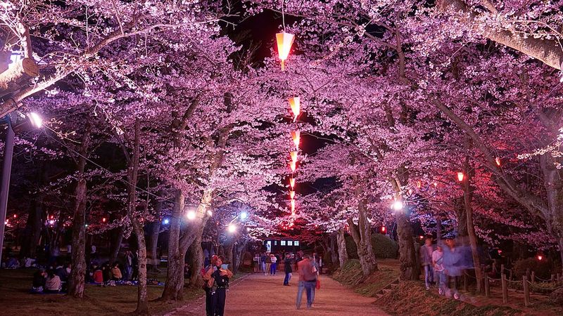 Cherry Blossom Festivals (Hanami) - Japan Cherry Blossom Festivals (Hanami) - Japan
