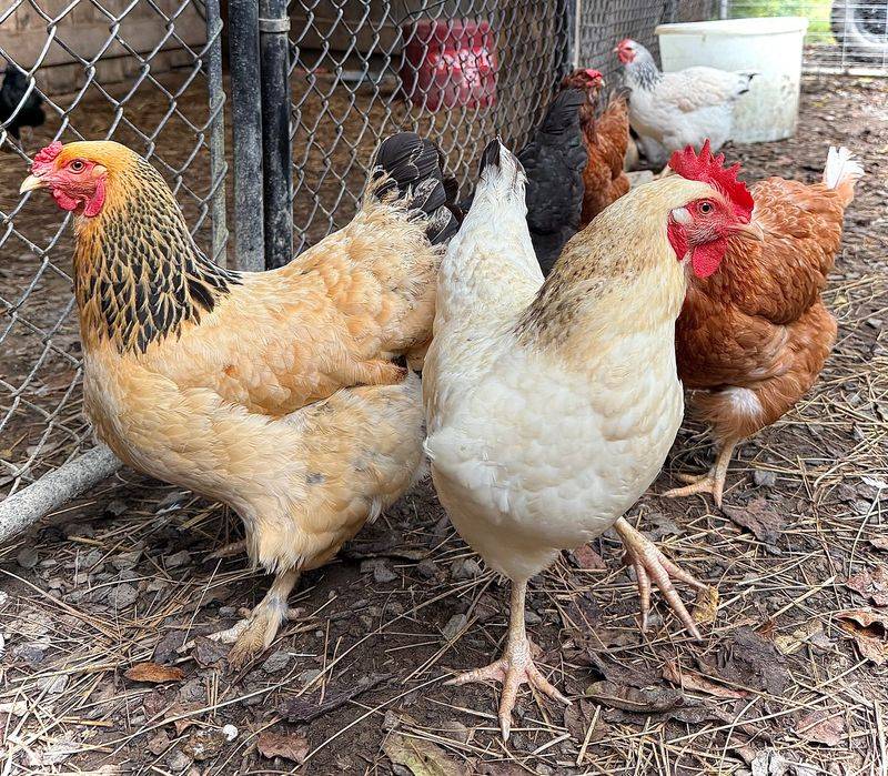 Chickens, Rabbits, and Other Residents Chickens, Rabbits, and Other Residents