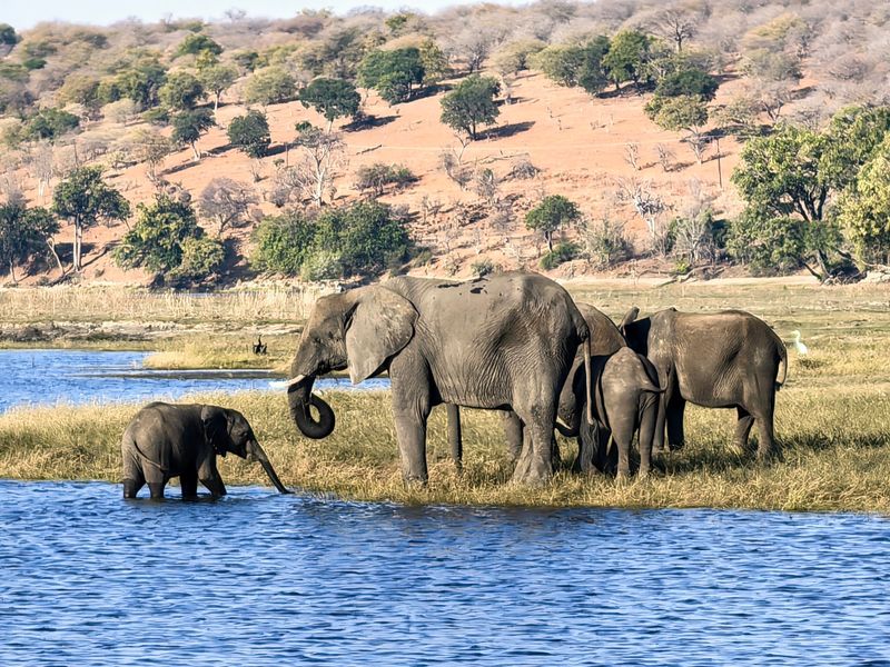 Chobe National Park, Botswana Chobe National Park, Botswana