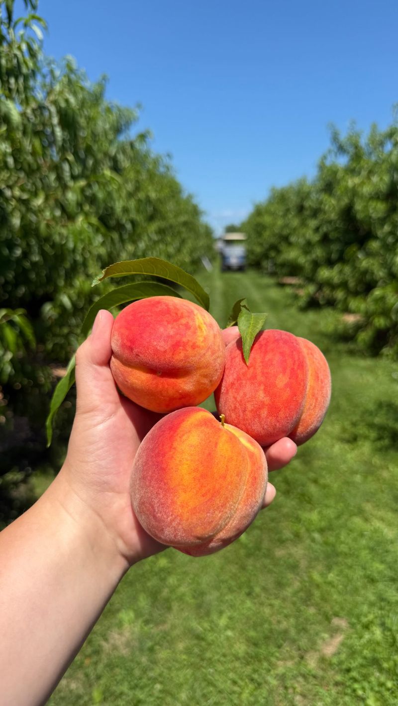 Choose peaches for when you plan to use them Choose peaches for when you plan to use them
