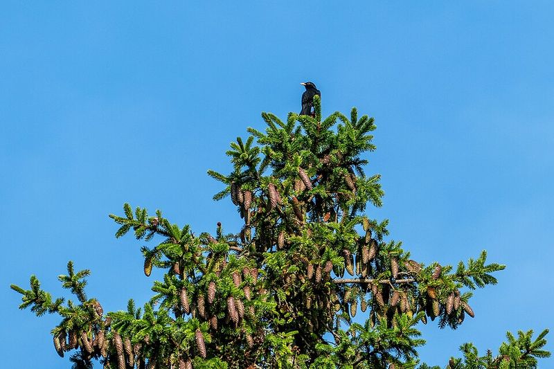 Common Blackbird - Sweden