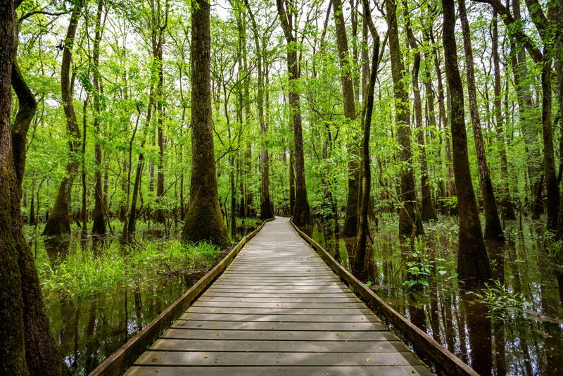 Congaree National Park, South Carolina Congaree National Park, South Carolina