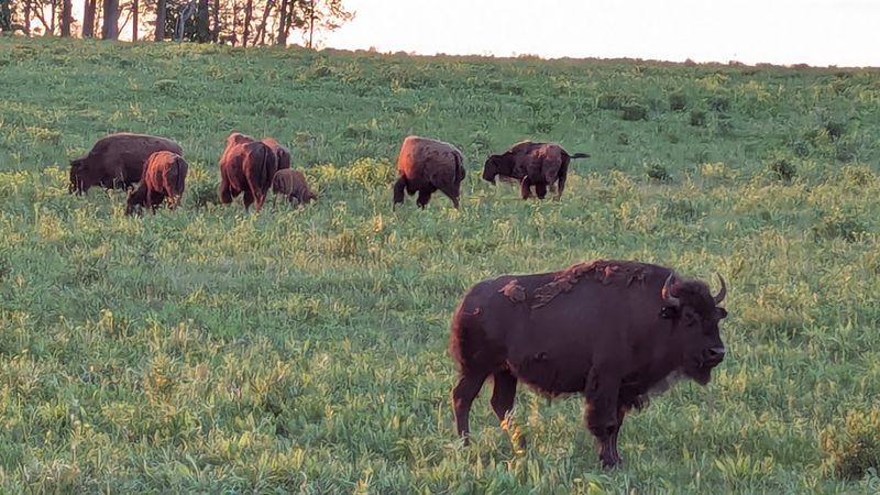 Conservation Success Story In Action