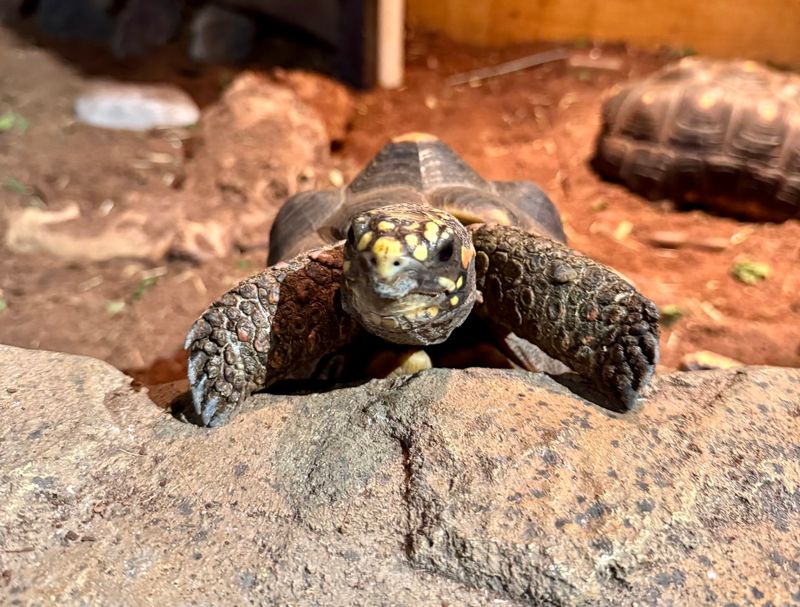 Conservation at the Core: Animals With a Second Chance Conservation at the Core: Animals With a Second Chance
