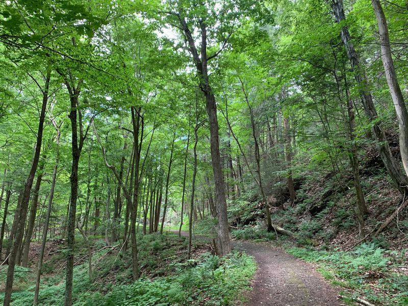 Cool Shade, Quiet Woods, and a Soothing Setting Cool Shade, Quiet Woods, and a Soothing Setting