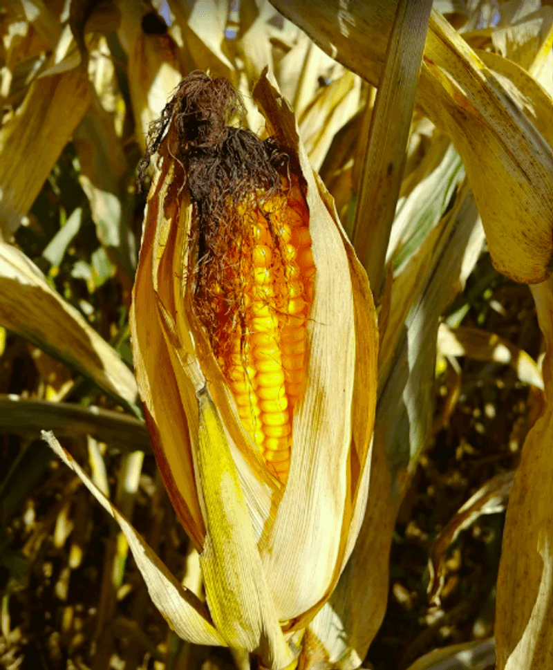Corn That Gives The Market Its Local Pull Corn That Gives The Market Its Local Pull