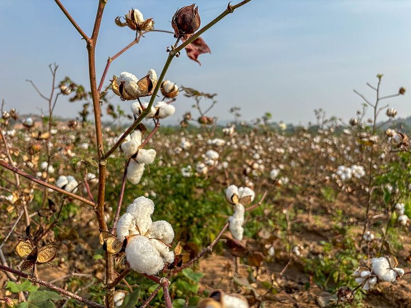 Cotton Cotton