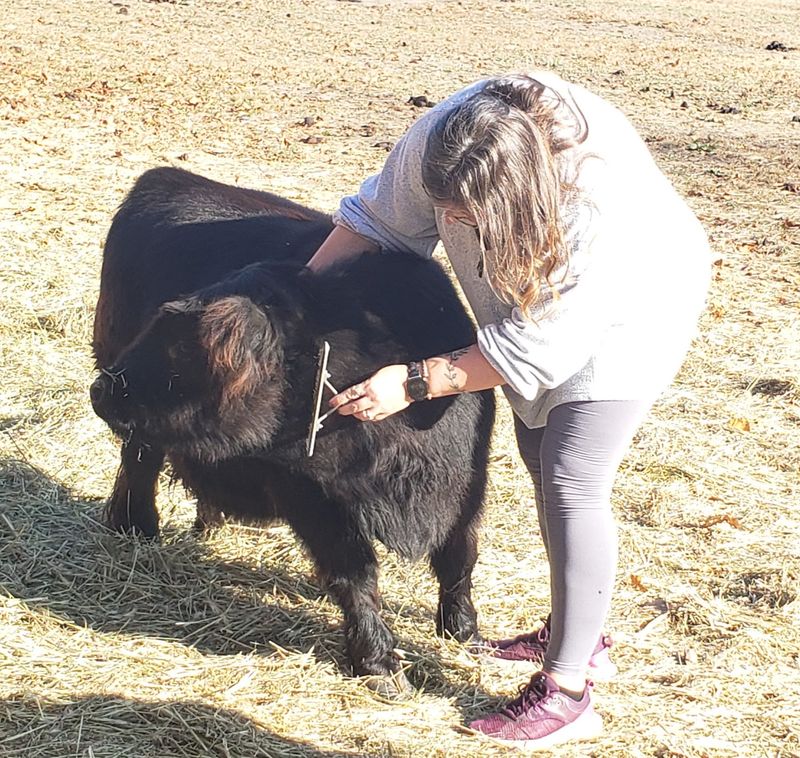 Cow Cuddling Sessions: A Surprisingly Therapeutic Afternoon Cow Cuddling Sessions: A Surprisingly Therapeutic Afternoon