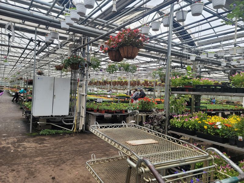 Crowds, Carts, and the Art of Going Early Crowds, Carts, and the Art of Going Early